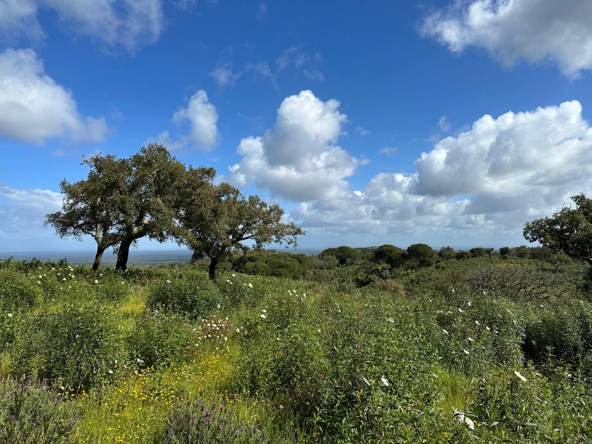 Land for sale in Grândola, Portugal — €550,000