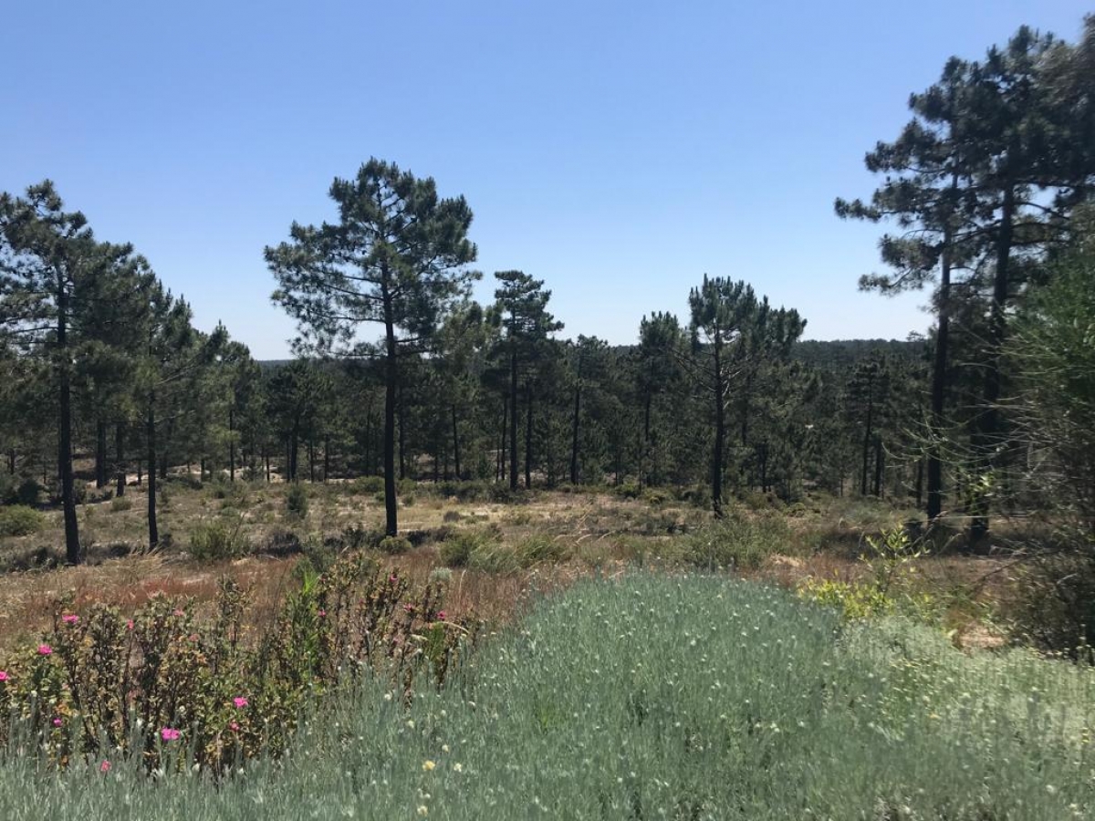 Land for sale in Grândola, Portugal — €1,000,000